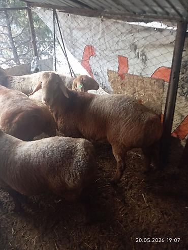 цена барана: Продаю | Баран (самец) | На забой — 2