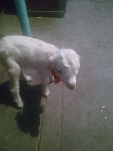 Козы, козлы: Продаю | Козлёнок | Зааненская | Для разведения at lalafo.kg — 15 Козы, козлы: Продаю | Козлёнок | Зааненская | Для разведения — 15