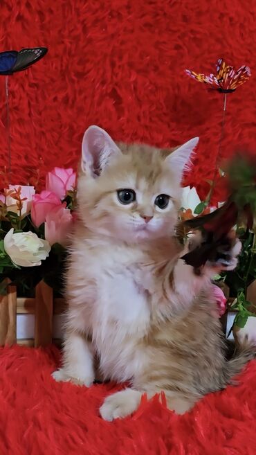 сиамская кошка: Скотиш Страйт (Шотландская прямоухая), 1 месяц, Мальчик, Золотая шиншилла, Приучена к лотку, Проглистована