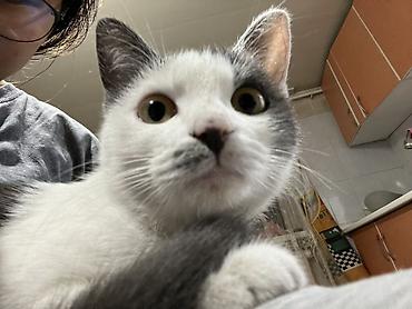 кошка с разными глазами: Отдам в хорошие руки кошку, ласковая, игривая, дружелюбная отдам — 4