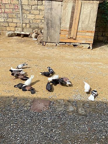 xudat heyvan satışı: 16 dene heyvandı ususu olanda var saglam heyvanlardı tek tek satılmır — 5