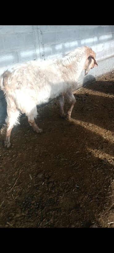 Козы, козлы: Продаю | Козёл (самец) | Битал | Осеменитель — 9