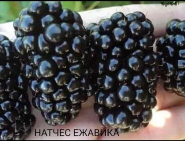 Şitillər: Sarı və qırmızı və qara moruq (çəpər) tingləri5-3-10 Məhsul: - Açıq — 5