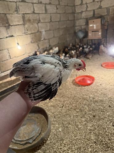 Cücələr: 45,50 günlük tam sağlam aktiv diribaş qarışığ kənd cücələri bütün — 21