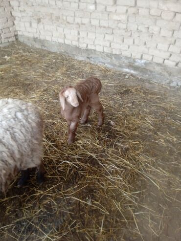 собака доберман сколько стоит: Продаю баран