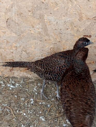 трафареты для рисования животных: Продам фазанов парами