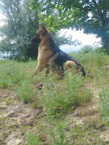 далматинец собака: Продаю немецкую овчарку возраст год