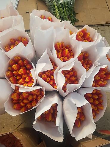 Букеты из живых цветов: 🔥 **ТЮЛЬПАНЫ ОПТОМ К 8 МАРТА ПРЯМО ИЗ ТЕПЛИЦЫ** 🔥 Голландские at lalafo.kg — 11 Букеты из живых цветов: 🔥 **ТЮЛЬПАНЫ ОПТОМ К 8 МАРТА ПРЯМО ИЗ ТЕПЛИЦЫ** 🔥 Голландские — 11