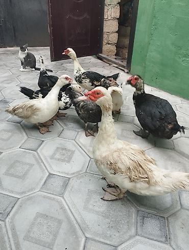 qara cücə: Malla ördəklər (Muscovy) – müxtəlif rənglərdə sürü - Növ: Muscovy — 1