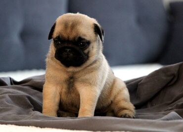 Psi: Na prodaju štenci mopsa, pažljivo vakcinisani i očišćeni od parazita — 9