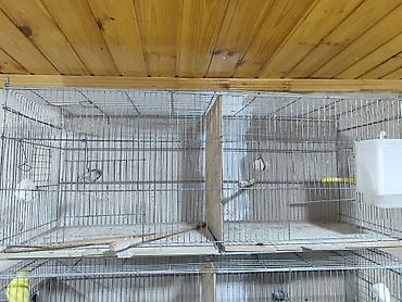 cane corso qiyməti: İki bölümlü qəfəslər quşlar satmışam 5 ədəd qəfəs qalıb. agıllı yem — 10