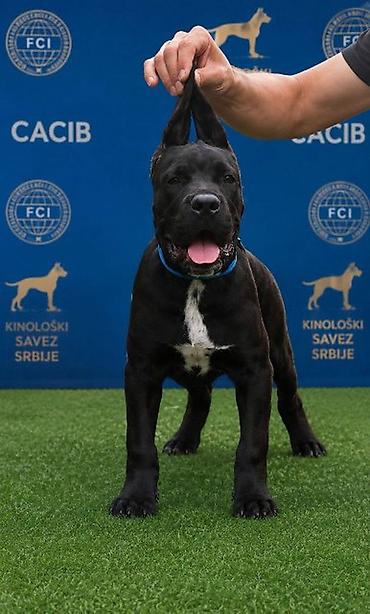 mali cupavi psi: Cane Corso mlad pas Mlad pas rase Kane Korso crne boje, starosti 6 — 4