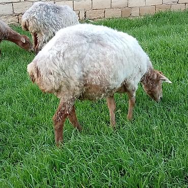 Qoyunlar, qoçlar: Ətlik qoyunlar təcli satılır — 7
