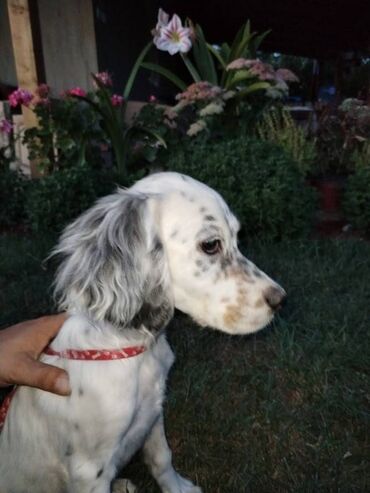 Psi: Na prodaju Štenad engleskog setera. Ovi predivni stenci su šampionskog — 7