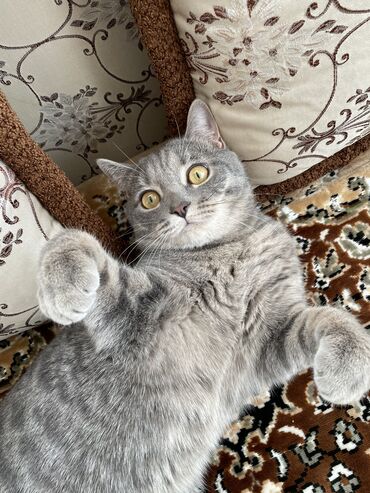 расческа под подушку в Кыргызстан: Продаётся котёнок породы scottish straight. Возраст 8 месяцев