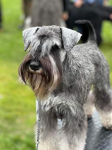 Psi: Patuljasti Snaucer Biber so boja 5 zenki 1 muzjak Stenad su iz — 12