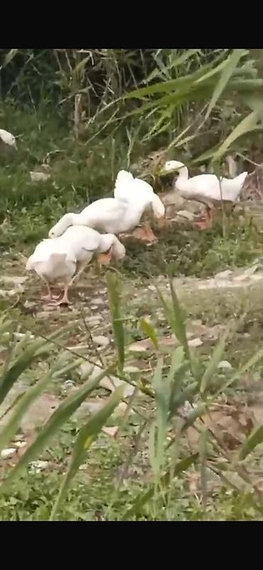 jersey cinsi: Linda kuban qazlari 3ayliq 20 denedir 23 manata unvan baki maraglanan — 2