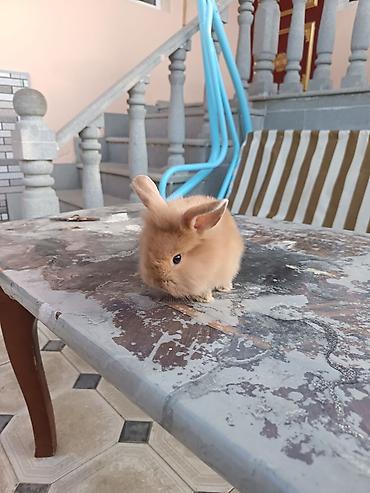 balaca dovşan: Mini lop dovşan ünvan saray polis bölmesi teref - Cins: dekorativ — 4