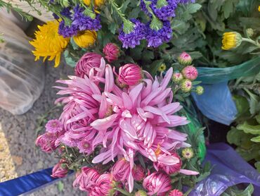 Садовые цветы и кустарники: Рассада цветка: Хризантемы — 21