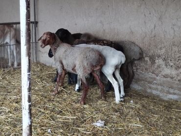 Бараны, овцы: Продаю | Овца (самка), Баран (самец) | На забой