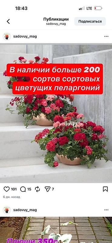 Другие комнатные растения: Пеларгонии сортовые — более 200 сортов в наличии - Ассортимент — 1