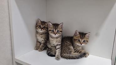 пишик: Шиншилла, Самец, Самовывоз — 4