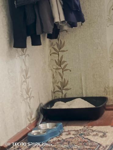 etibarlı ellere pisik: Pişiy satilir tam saqlam heyvandi erkyedi alan adama yemi su qabsi ve — 1