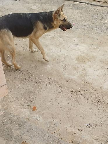 rottweiler satilir: Salam teçili afcarka satlır dişdi ehtiyac olduğçun satlır adı larisa — 5