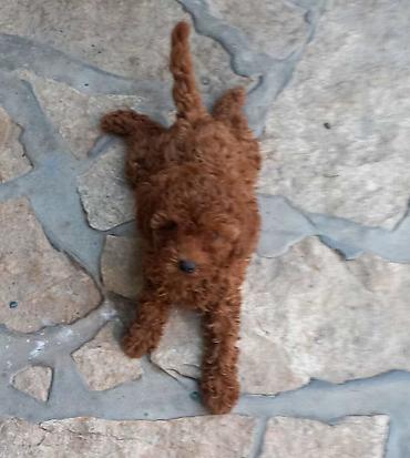 kupujem prodajem pomeranac: Crvena toy pudlica, žensko štene – staro 2,5 meseci.Profesionalno — 3