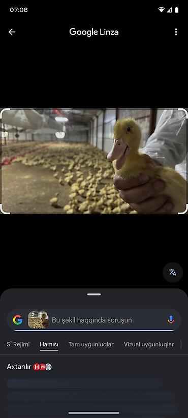 jersey cinsi: Məhsul: Pekin cinsi sarı ördək balaları Təsvir: - Fermada peşəkar — 1