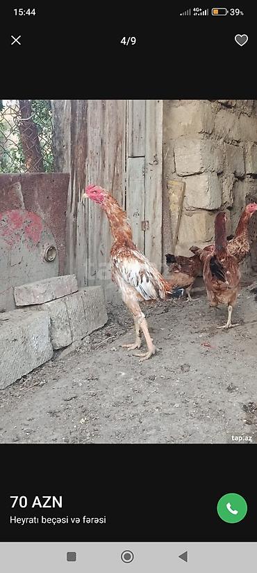 quban toyuqlari: Heyrati beçəsi və fərəsi - Növ: Heyrati (döyüş/tovuz tipli uzunboylu — 1