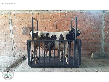 Digər texnikanın təmiri: Tərəzilər her nov terezi ve transpaletlerin temiri satışı ve servisi — 30