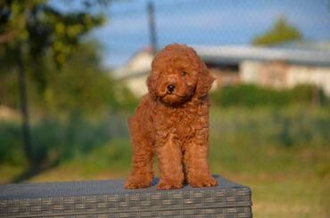 Psi: Toy pudle Odgajivacnica "Team AS Trajkovic" u ponudi ima prelepe toy — 9