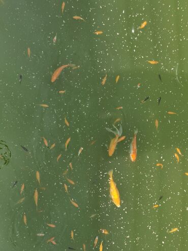 Balıqlar: Koi, Sülhsevər, Ünvandan götürmə -da lalafo.az — 8 Balıqlar: Koi, Sülhsevər, Ünvandan götürmə — 8