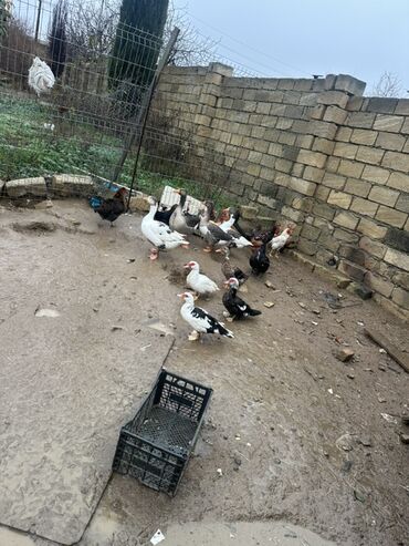 Ördəklər: Dişi, | Lal ördək, Damazlıq — 10