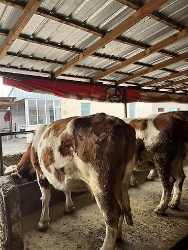 Коровы, быки: Продаю | Тёлка | Искусственник — 14