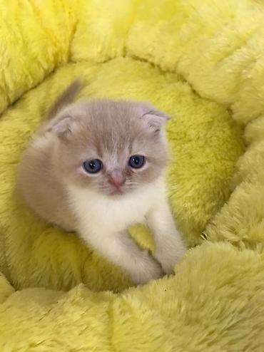 Кошки: Шотландская вислоухая — 1