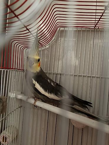 Tutuquşları: Hazır korella cütləri satılır cütü 60 manat hər iki cütü götürən olsa — 8