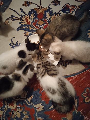 котят ош: ОТДАМ КОТЯТ И КОШЕК,здоровые, ЧИСТЫЕ,помогите пожалуйста кто не может — 4