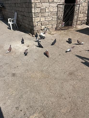 göyerçin damı: Məqsədli uçuş və baxım üçün müxtəlif rəng və naxışlarda ev — 3