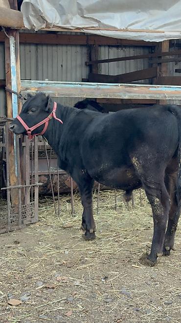 скотский рынок токмок: Продаю | Бык (самец) | Ангус — 8