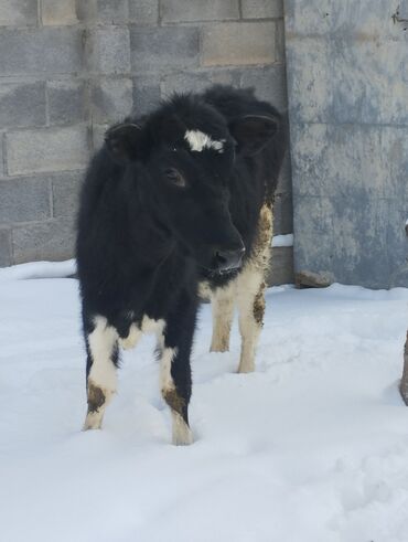 купить корову голштинской породы: Продаю | Корова (самка) | Голштин