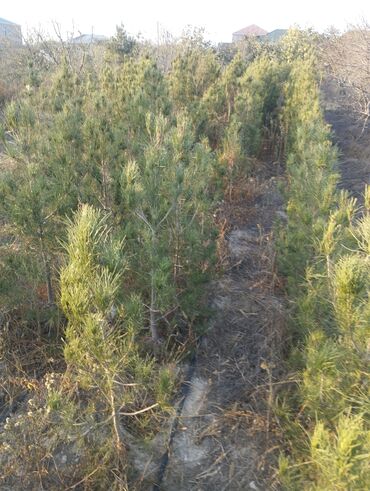 Şitillər: Satılır: iynəyarpaq şam ağacları (fidanlar) - Növ: Şam (Pinus) – — 11