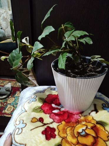 продам излишки клематисы: Циссус виноградный (или «комнатный виноград», «берёзка») — это род