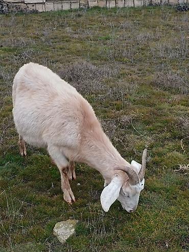 Keçilər, çəpişlər: Çəpiş keçi qoyun sürü və ya tək tək satram. Qiymet ferqlidirMəhsul — 22