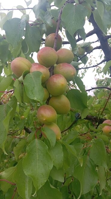 ev eşyalari: Payızlıq bağların budanması