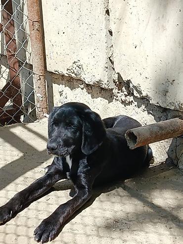 Labrador Retriever, Dişi cinsidir, 8-9 aylıqdı, baxmağa vaxt yoxdu