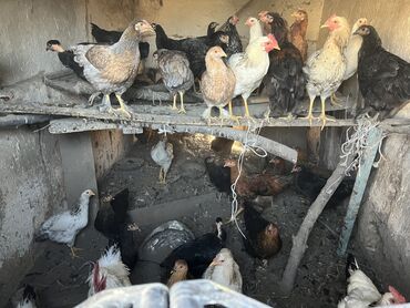 цыплята бройлера: Продаю | Куры | Домашняя | Для разведения