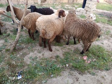 Quzu: Quzu, Erkək, ay: 1, 30 kq, Ətlik, Damazlıq, Ünvandan götürmə