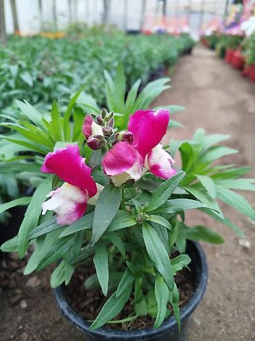 dibcək gul: Petuniya (Petunia) qablarda – müxtəlif rənglər - Rəng çeşidləri: tünd — 5